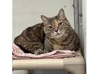 Kitty Domestic Shorthair Adult Female