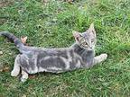 Wilbur Domestic Shorthair Kitten Male