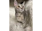 Ellie Domestic Shorthair Kitten Female