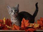 Mr. Dawes - In Foster Domestic Shorthair Kitten Male