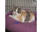 Zoie Domestic Shorthair Kitten Female