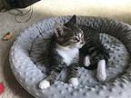 Dusky Domestic Shorthair Kitten Female