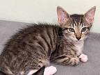 Juniper Berry Domestic Shorthair Kitten Male