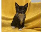 JuJu Bee Domestic Shorthair Kitten Female