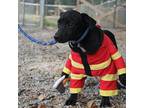 Black Widow Labrador Retriever Young Female