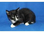 Gage - 38461 Domestic Shorthair Kitten Male