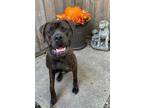 Rudy Cane Corso Adult Male
