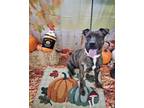 Acacia American Pit Bull Terrier Young Female