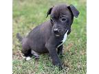 Paulie Beagle Puppy Male