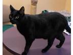 Asherr Domestic Shorthair Adult Male