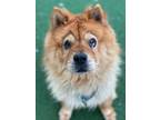 Sour Patch Chow Chow Senior Female