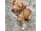 Nugget Labrador Retriever Young Female