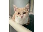 Goose Domestic Shorthair Kitten Female