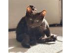 Fudge Domestic Shorthair Kitten Male