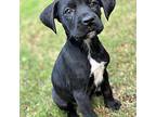 Cam Beagle Puppy Male
