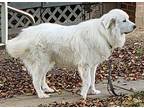 Fritz Great Pyrenees Adult Male