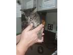 BB Domestic Shorthair Kitten Male