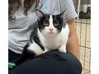 Ariel - In Foster Domestic Shorthair Young Female
