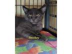 Smokey Domestic Shorthair Kitten Male