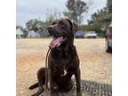 Bertha Labrador Retriever Senior Female