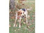 Dottie Bluetick Coonhound Young Female