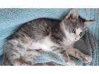 Chevy Domestic Shorthair Kitten Female