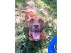 Applegate American Pit Bull Terrier Young Female