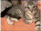 Paris (Courtesy Post) Domestic Shorthair Young Female