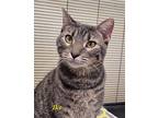 Ike Domestic Shorthair Young Male