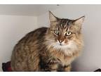 Five Finger Discount Domestic Longhair Adult Female