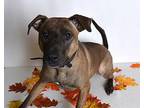 Spencer Mixed Breed (Medium) Adult Male