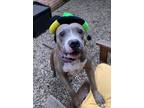 Ferrero American Pit Bull Terrier Adult Male