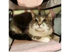 Stormy Domestic Shorthair Young Female