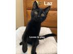 Laz PT Domestic Shorthair Kitten Male