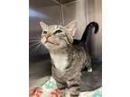 Heffalump Domestic Shorthair Adult Male