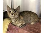 Woodstock Domestic Shorthair Kitten Female