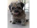 Lolli Shih Tzu Female