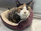 Holly Domestic Shorthair Senior Female