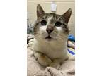 Charlie Domestic Shorthair Adult Male