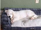 Barbie Great Pyrenees Puppy Female