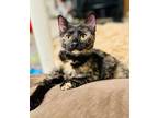 Fiona Apple BAC Domestic Shorthair Kitten Female