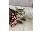 Adopt DARIO a Domestic Short Hair, Tabby