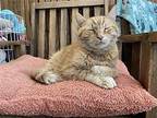 Simba Domestic Shorthair Senior Male