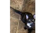 Evie Domestic Shorthair Kitten Female