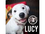 Lucy Yoakum Mixed Breed (Medium) Puppy Female