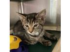 Miney Domestic Shorthair Young Female