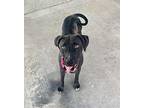 Meira Labrador Retriever Adult Female