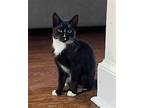 Lovie Domestic Shorthair Young Male