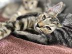 Great Pumpkin Domestic Shorthair Kitten Female