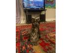 Hazelnut Domestic Shorthair Kitten Female